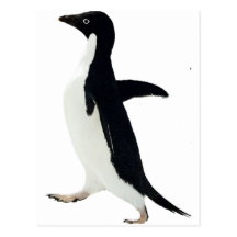 Socially Awkward Penguin Post Card