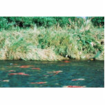 Sockeye Salmon Photo Cutouts
