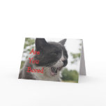 Socks Kitty Yawning-customise cards