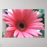 Soft And Pink posters