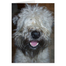 Soft Coated Wheaten Terrier Greeting Cards