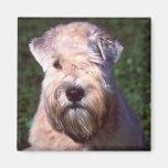 Soft-coated Wheaten Terrier Magnets