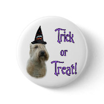 Soft Coated Wheaten Trick