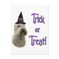 Soft Coated Wheaten Trick