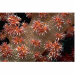 Soft coral polyps feeding in a strong current photo sculptures