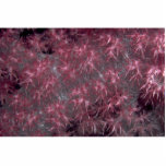 Soft coral species covered with lavender polyps photo cutout
