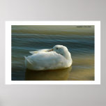 Soft in White Poster