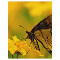 Soft Landing