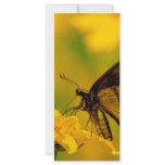 Soft Landing rack cards