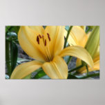 Soft Orange Lily Print