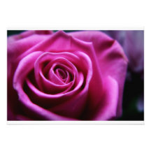 Soft Pink Rose invitations