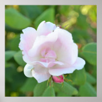 Soft Pink Rose Print