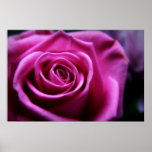 Soft Pink Rose print