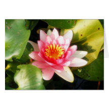 Soft Pink Waterlily Cards