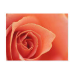 Soft Rose Petals