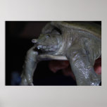 Soft-shell Terrapins posters