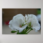 Soft touch of a white flower posters