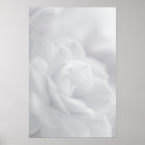 Soft white petals ... poster posters