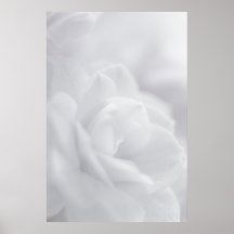Soft white petals ... poster