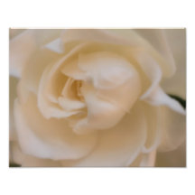 Soft White Rose Flower Photo Print