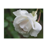 Soft White Rose Flower Photography Postcard