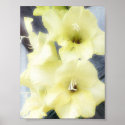 Soft Yellow Gladiolas posters