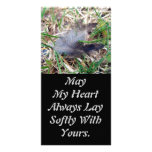 Softly Lay Photo Card photo cards