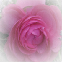 Softly Pink...
