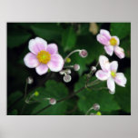 Softly Poster