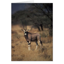 Solitary Antelope Greeting Cards