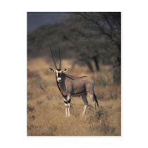 Solitary Antelope Post Cards