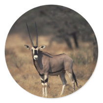 Solitary Antelope Stickers