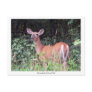 Solitary Fawn Postcard