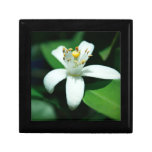 Solitary Orange Blossom Keepsake Boxes