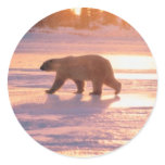 Solitary Polar Bear stickers