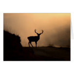 Solitary Red Stag Card