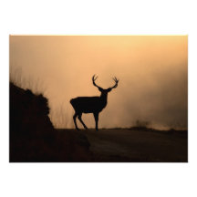 Solitary Red Stag Invitation