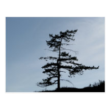 Solitary Survivor Tree Post Cards