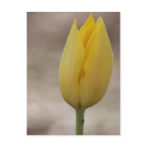 Solitary Yellow Tulip Standing Alone in Field