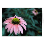 Solo Echinacea cards