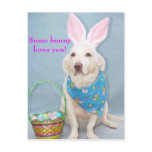 Some bunny loves you! postcards