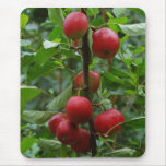 Sommerred  Apples Mousepad