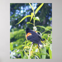 Song Over the MArsh Print