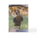 Songbird cards
