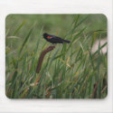 Songbird mousepads