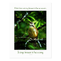 Songbird Wisdom Postcard