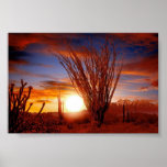 Sonora Desert, Arizona posters