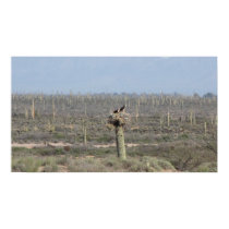 Sonoran Desert Eagles posters