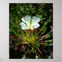 Sonoran Desert Flower Poster