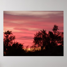 Sonoran in Pink Poster